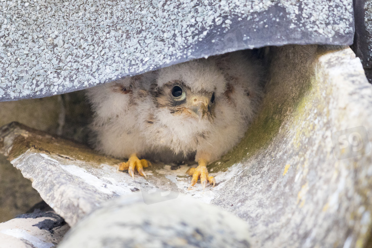 Lesser Kestrel, chick at the entrance of the nest in a roof in matera