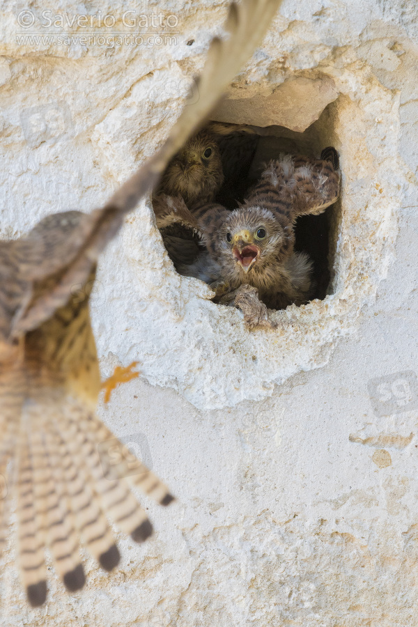 Grillaio, pulcini che accolgono la madre all'arrivo al nido a matera