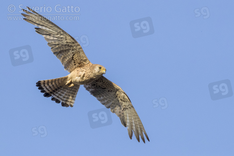 Lesser Kestrel, adult female in flight seen from below in matera