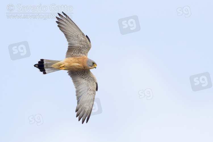 Lesser Kestrel, adult male in flight seen from below in matera