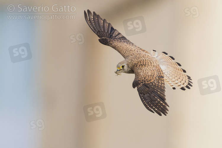 Lesser Kestrel, adult female in flight seen from above in matera