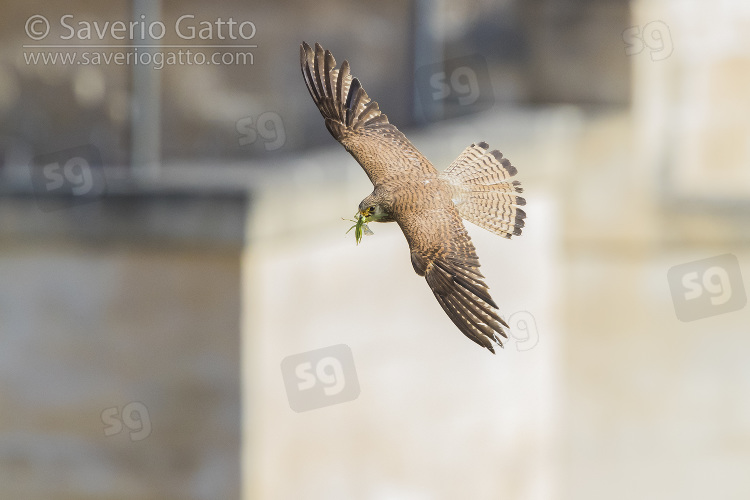 Lesser Kestrel, adult female in flight seen from above in matera