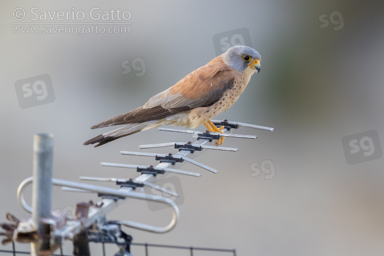 Lesser Kestrel, adult male perched on an antenna in matera