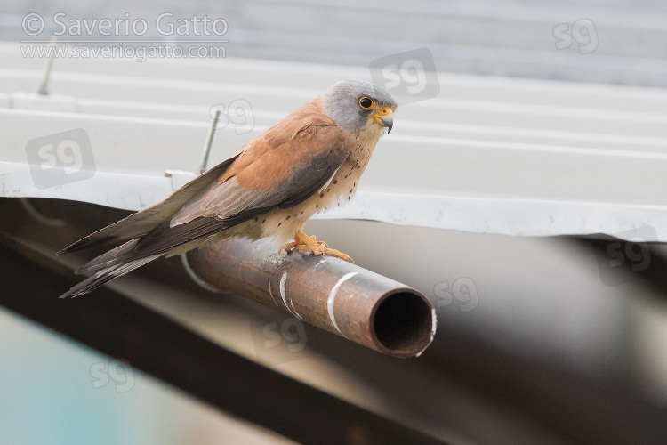 Lesser Kestrel, adult male perched on a tube in matera