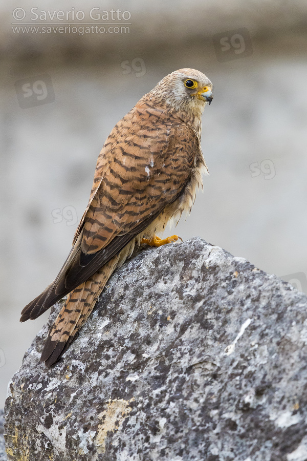 Lesser Kestrel, adult female perched on a rock in matera