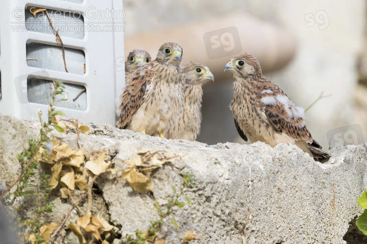 Lesser Kestrel, four chicks out of the nest in matera