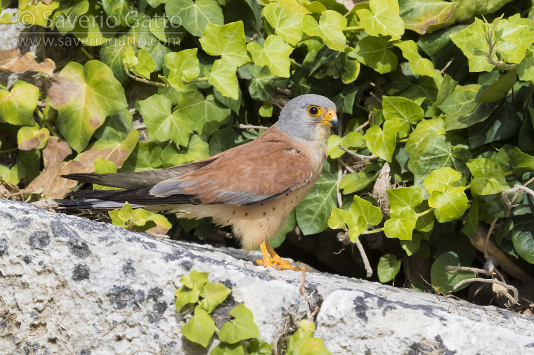 Lesser Kestrel, adult male standing on a rock in matera