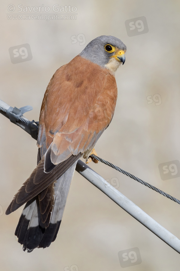 Lesser Kestrel, adult male perched on a wire in matera