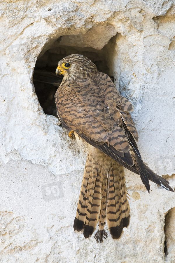 Lesser Kestrel, adult female at the entrance of the nest in matera