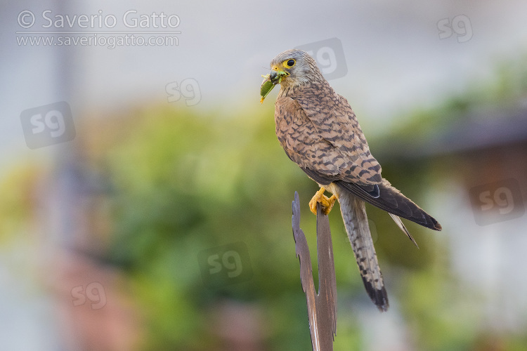 Lesser Kestrel, adult female perched on a meteal sign in matera