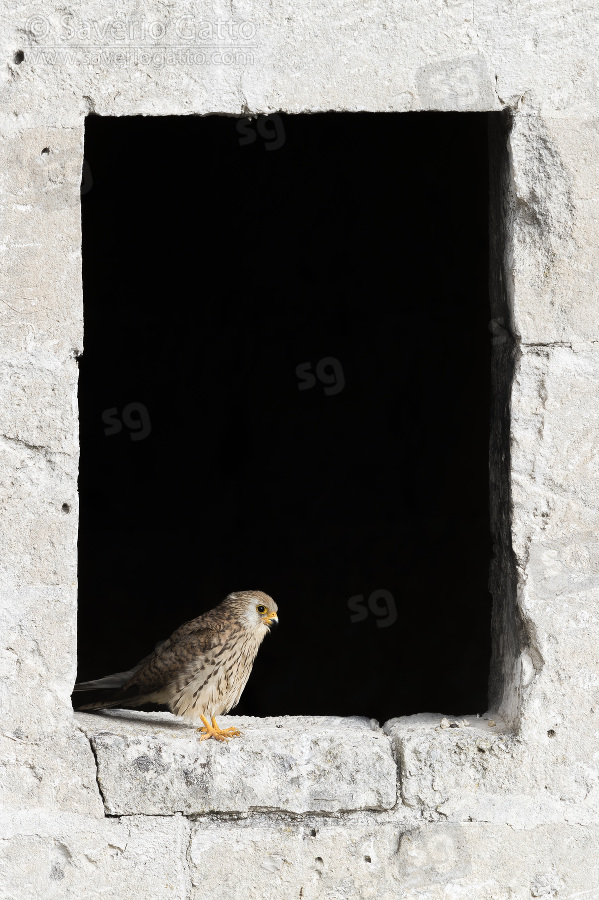 Lesser Kestrel, adult female perched on an old window in matera