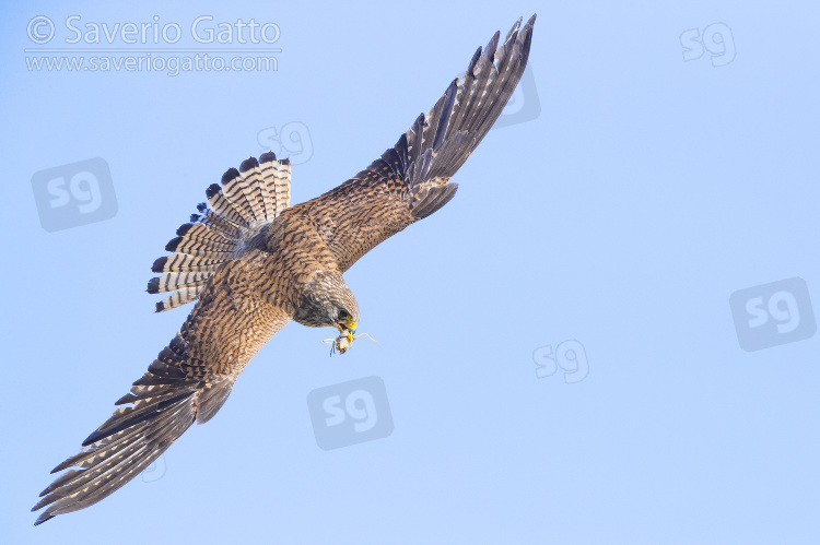 Lesser Kestrel, female in flight showing upperparts