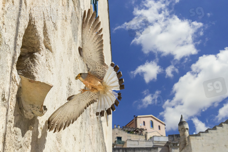 Lesser Kestrel, adult male arriving at nest in matera