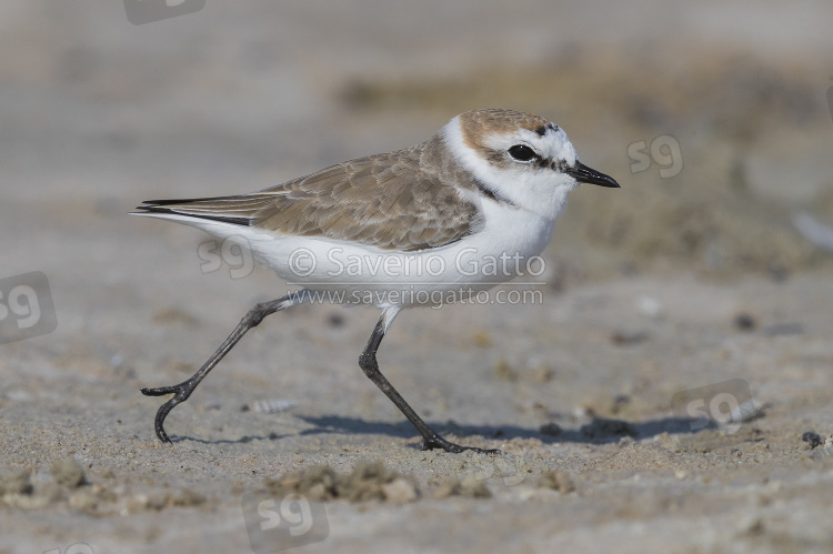 Kentish Plover, adult male in winter plumage running on a beach in oman