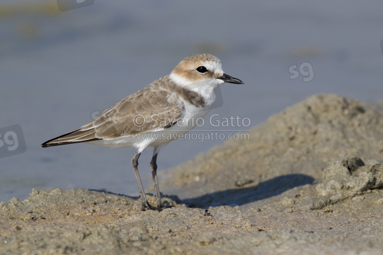 Kentish Plover