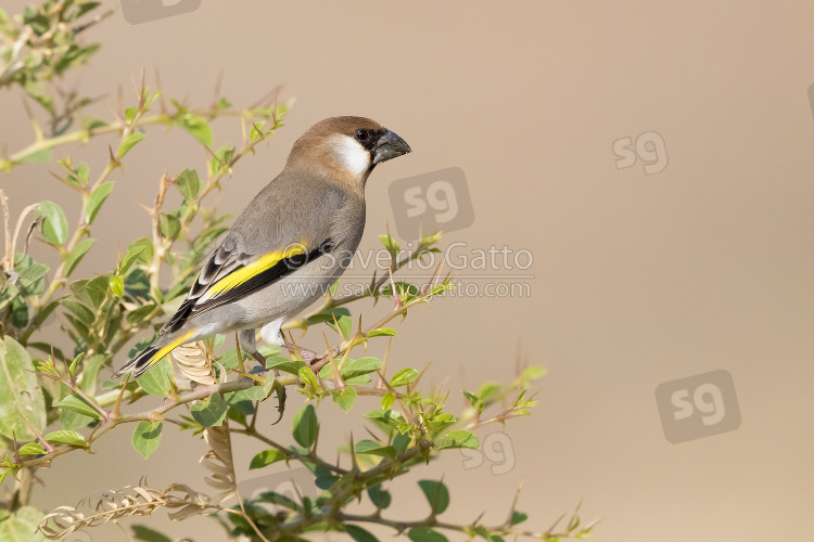 Arabian Golden-winged Grosbeak, adult male perched in a plant