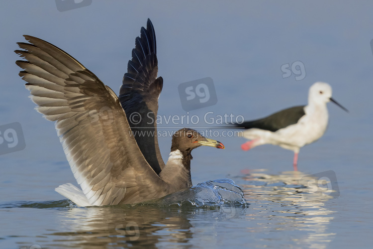 Sooty Gull, adult in winter plumage landing in the water