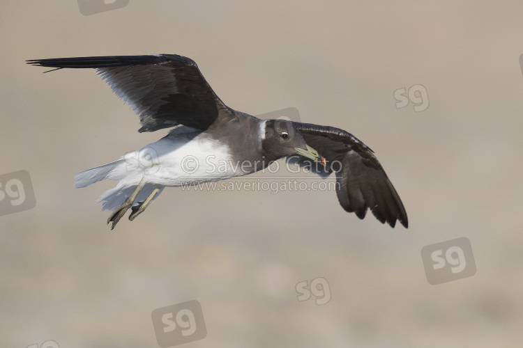 Sooty Gull, adult in winter plumage in flight