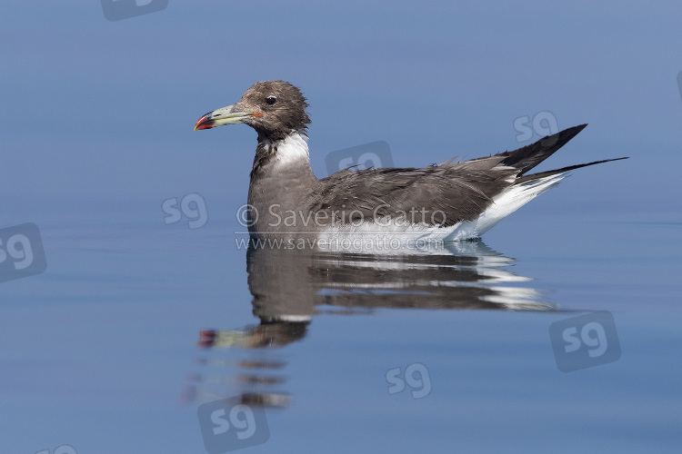 Sooty Gull, adult in winter plumage swimming in the sea in oman