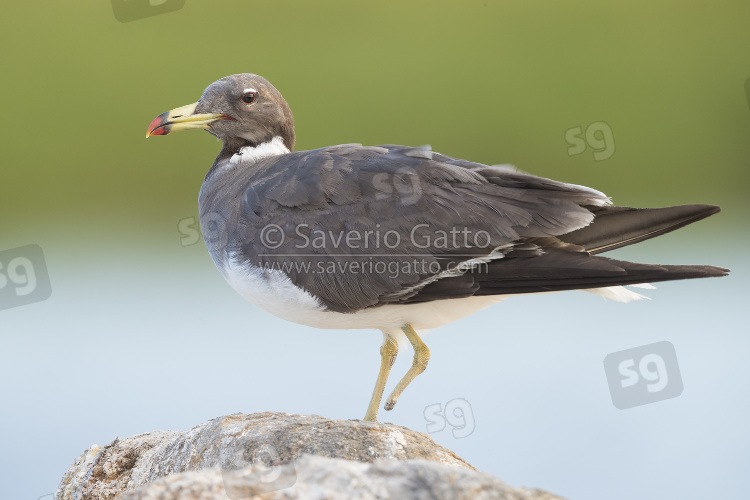 Sooty Gull, adult  with missing foot in winter plumage standing on a rock