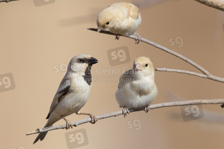 Desert Sparrow