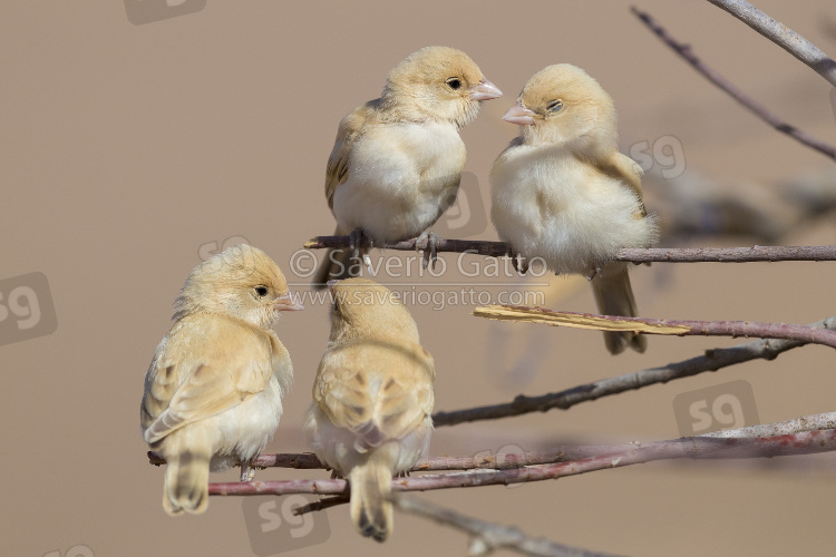 Desert Sparrow, four chicks perched on some branches