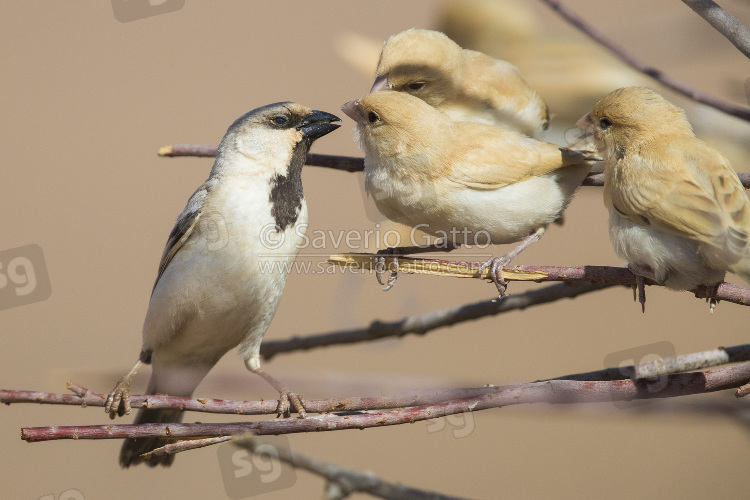Desert Sparrow, adult male feeding its fledglings