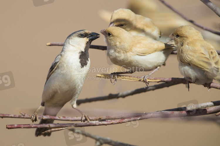 Desert Sparrow