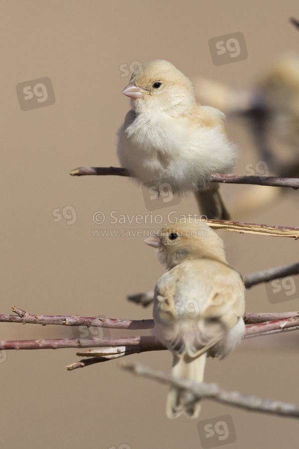 Desert Sparrow, two fledglings perched on some branches