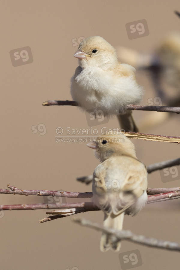 Desert Sparrow