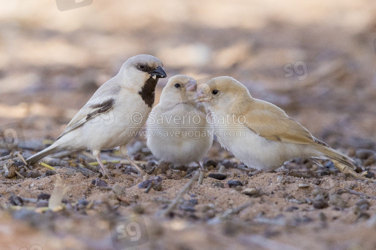 Desert Sparrow, adult male with two fledglings standing on the ground