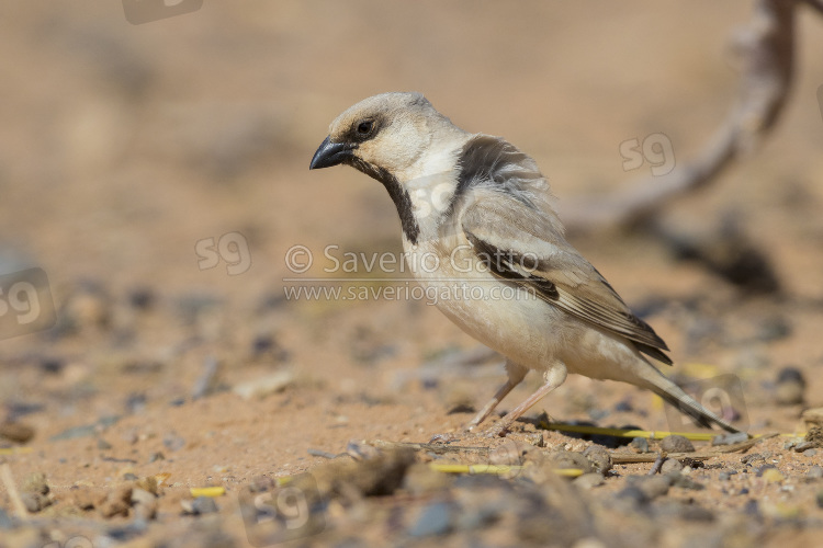 Passero del deserto, maschio adulto posato sul terreno