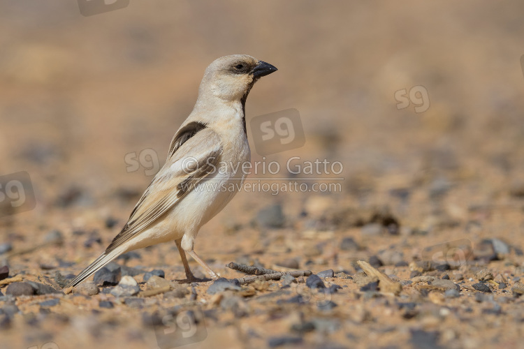 Passero del deserto, maschio adulto posato sul terreno