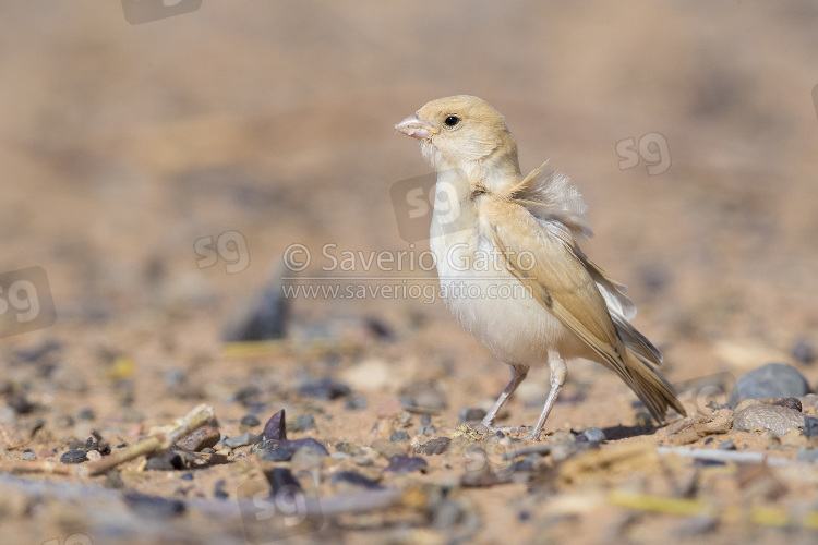 Desert Sparrow, juvenile standing on the ground