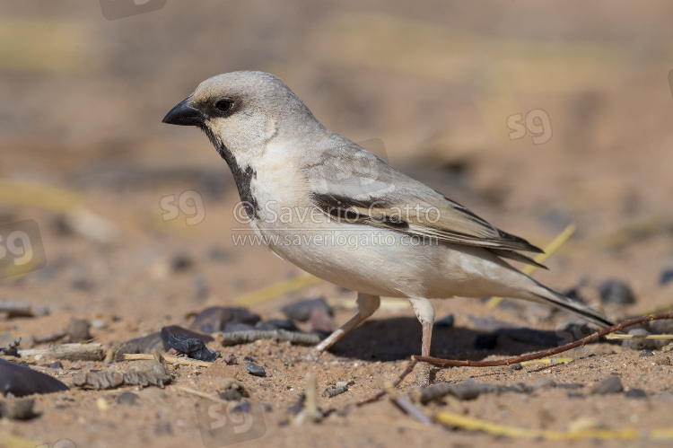 Desert Sparrow, side view of an adult male standing on the ground