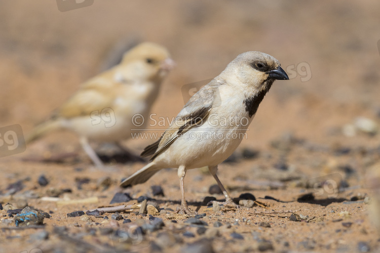 Desert Sparrow, adult male with a juvenile in the background