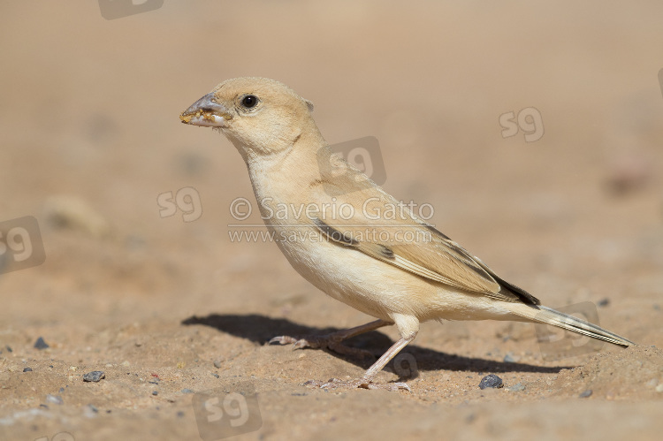 Desert Sparrow, adult female collecting food from the ground