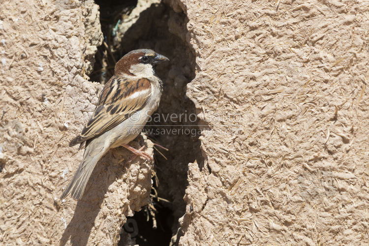 House Sparrow, adult male at the entrance of its nest in a house in morocco