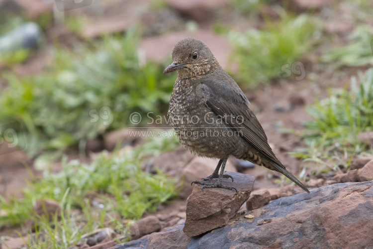 Blue Rock Thrush, adult female standing on the ground