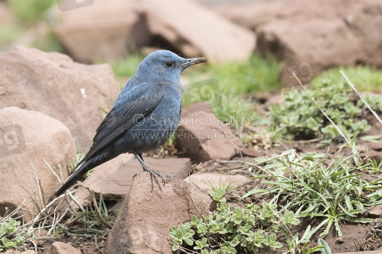 Blue Rock Thrush, adult male perched on a stone