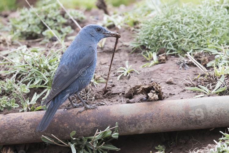 Blue Rock Thrush, adult male pulling out a worm from the soil