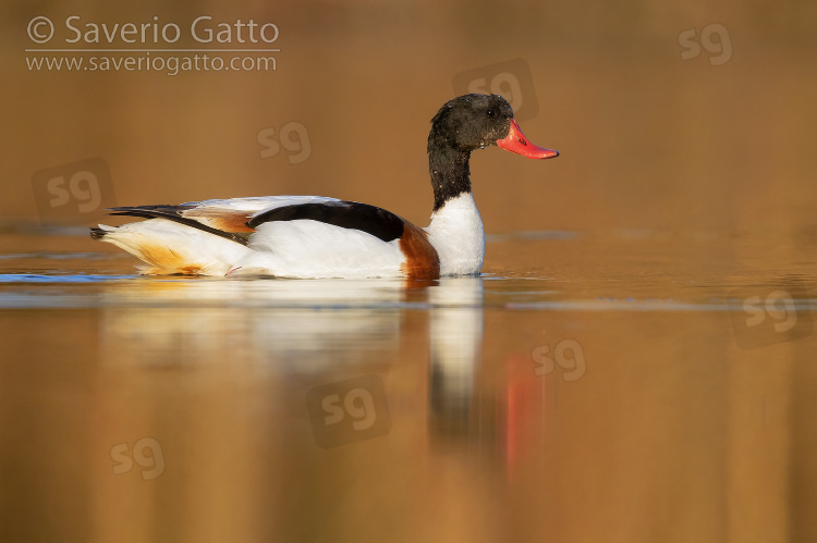 Common Shelduck, side view of an immature male swimming in a lake