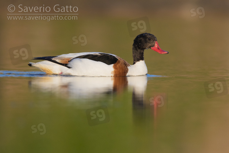 Common Shelduck