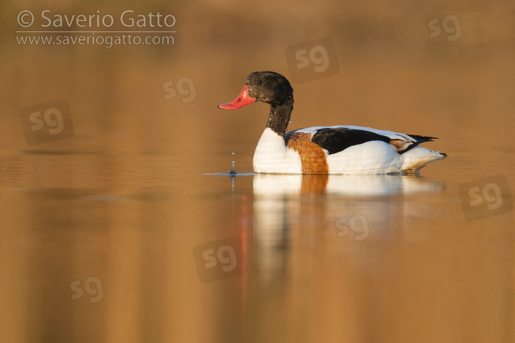 Common Shelduck, side view of an immature male swimming in a lake