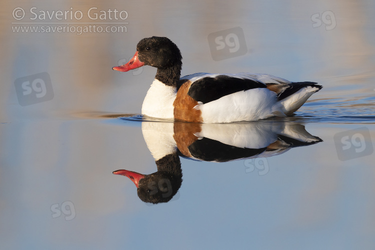 Common Shelduck