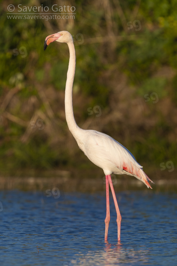 Greater Flamingo