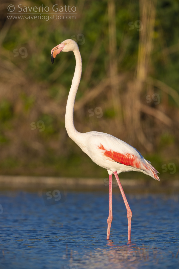 Greater Flamingo, side view of an adult standing in a swamp