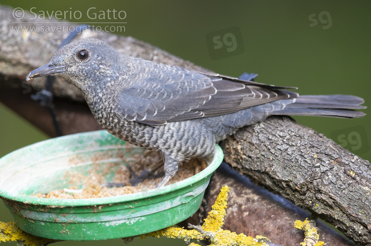 Blue Rock Thrush, immature male at birdfeeder