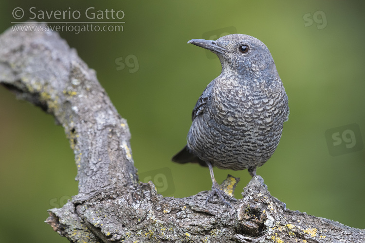 Blue Rock Thrush, immature male perched on branch