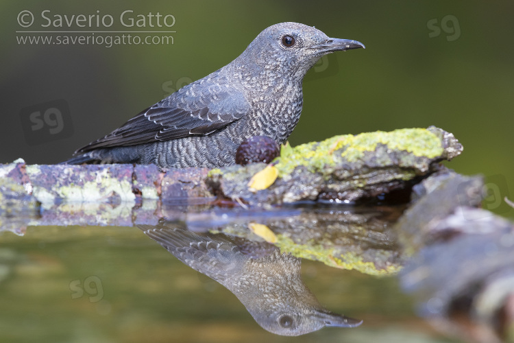 Blue Rock Thrush, immature male standing on the edge of a pool